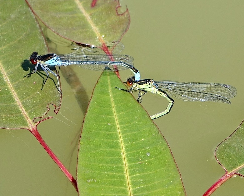 red-eyed damselfly